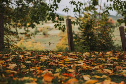 Seasonal autumn leaves in Aotearoa gardens