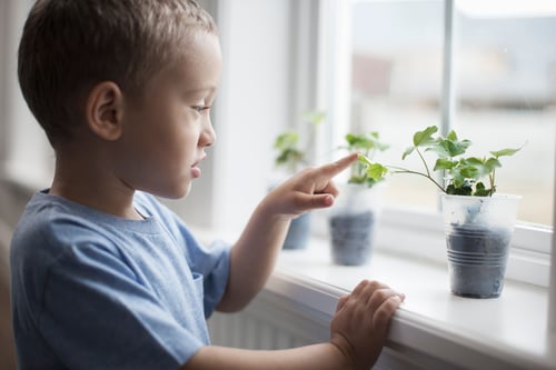 Spring window-sill sprouting