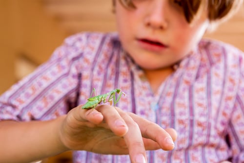 Teaching Kindness to Insects and Birds