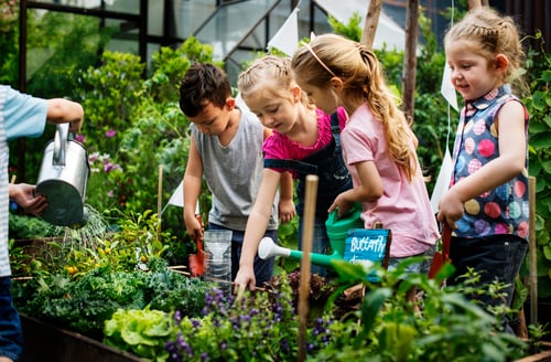 Community Gardens and Belonging